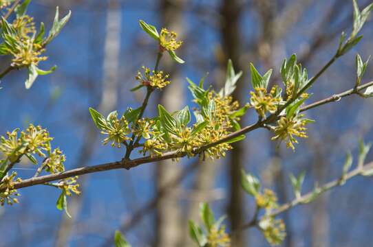 Image of Cornelian cherry dogwood