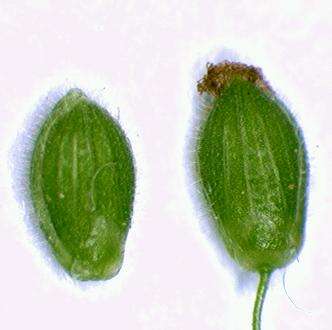 Image of Open-Flower Rosette Grass