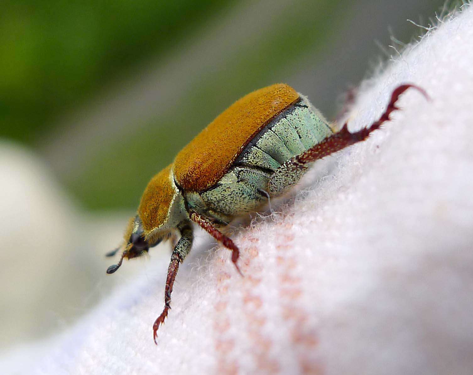 Image of Monkey Beetles