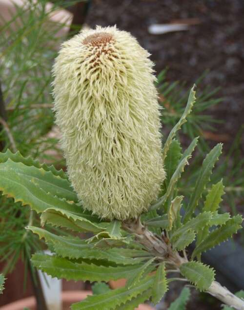 Image of banksia