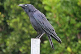 Image of Corvus Linnaeus 1758