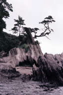 Image of Japanese Black Pine