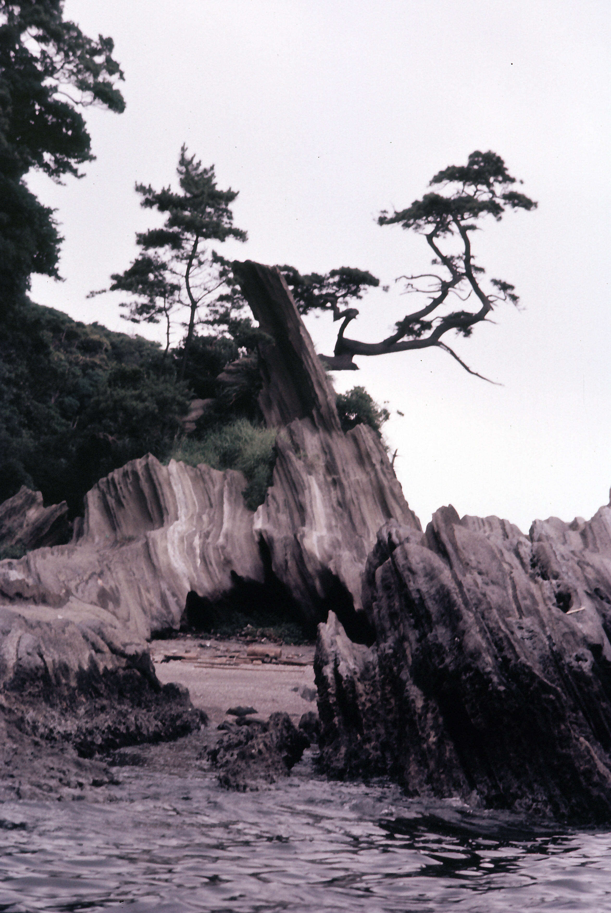 Image of Japanese Black Pine