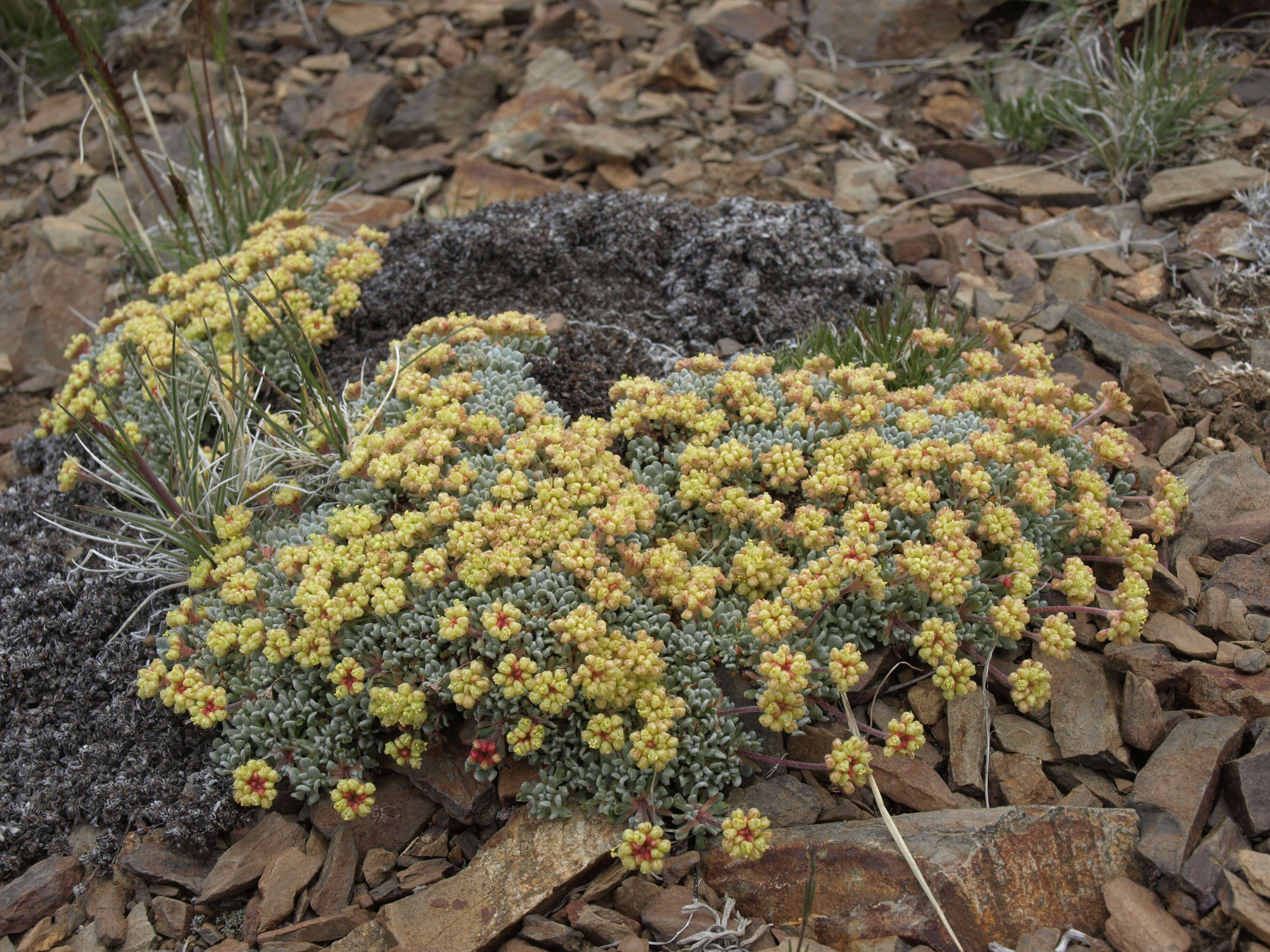 Imagem de Eriogonum caespitosum Nutt.