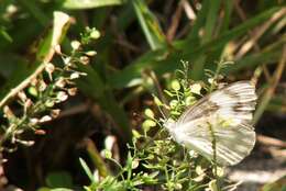 Image of Checkered White