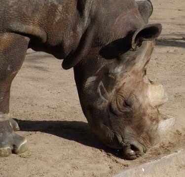 Image of Black Rhinoceros