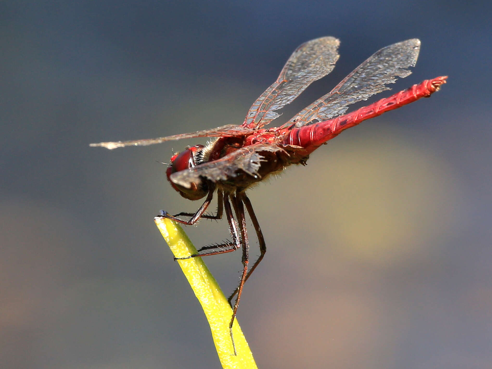 Imagem de Diplacodes bipunctata (Brauer 1865)