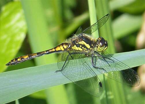 Image of Sympetrum Newman 1833