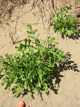 Image of redpurple ragwort