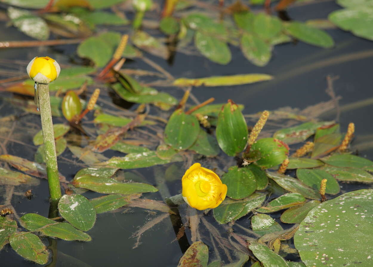 Image of Yellow Water-lily