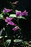 Image of azure penstemon