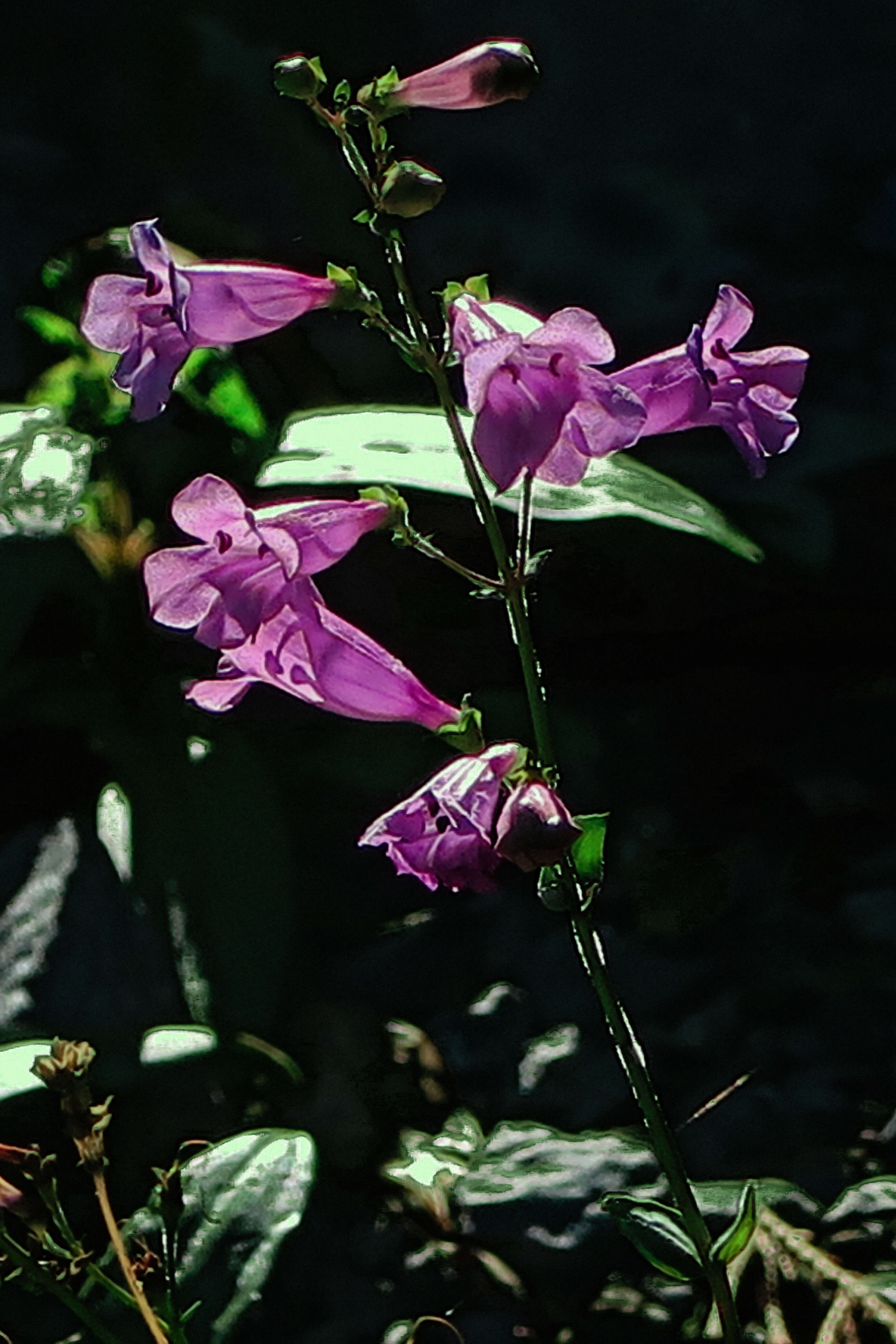 Image of azure penstemon