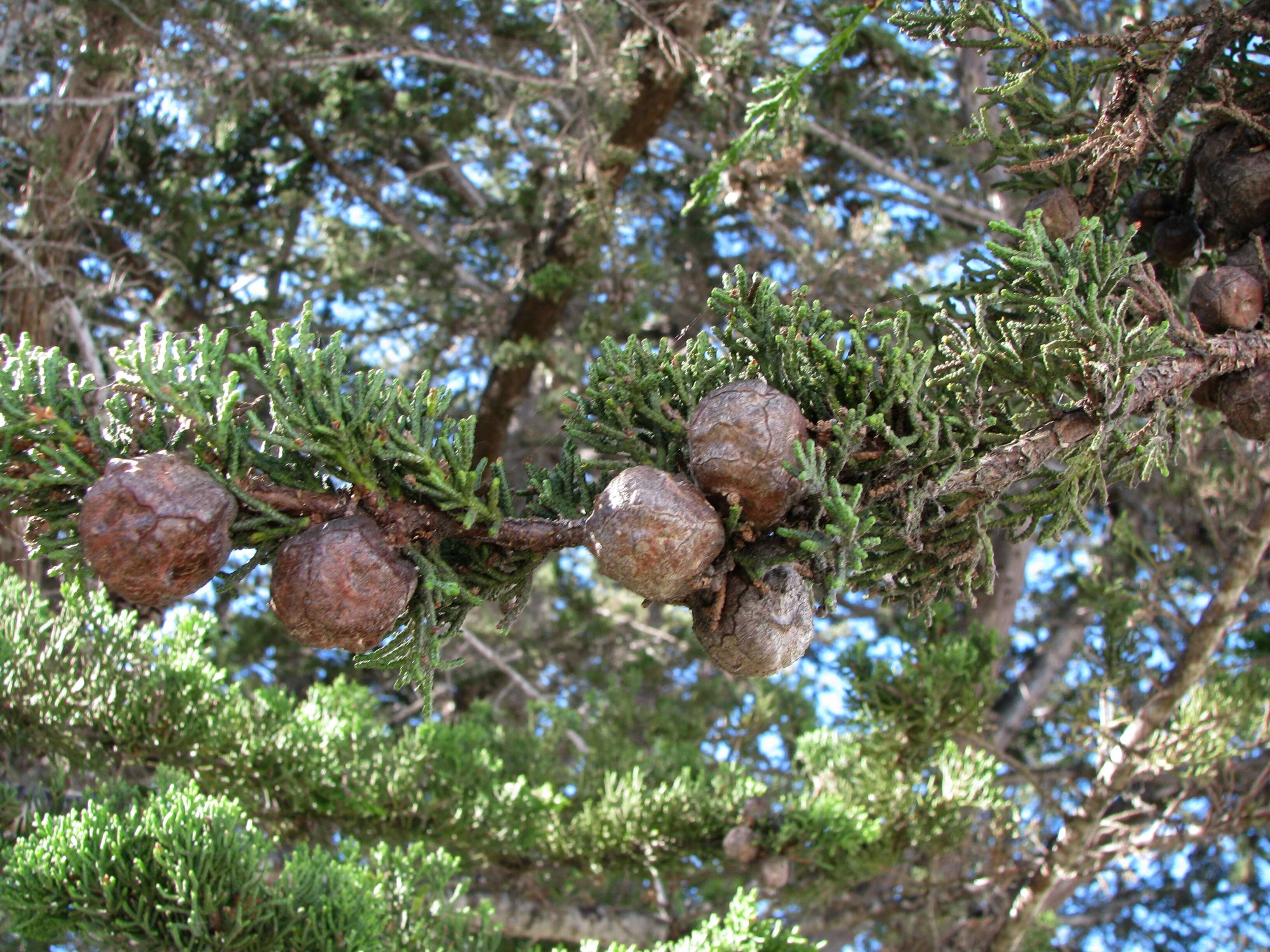 Image of Monterey cypress