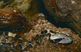 Image of Gaboon Adder