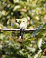 Image of Asian Green Bee-eater