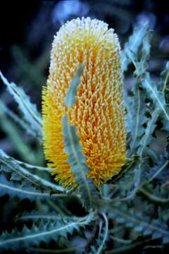 Image of banksia