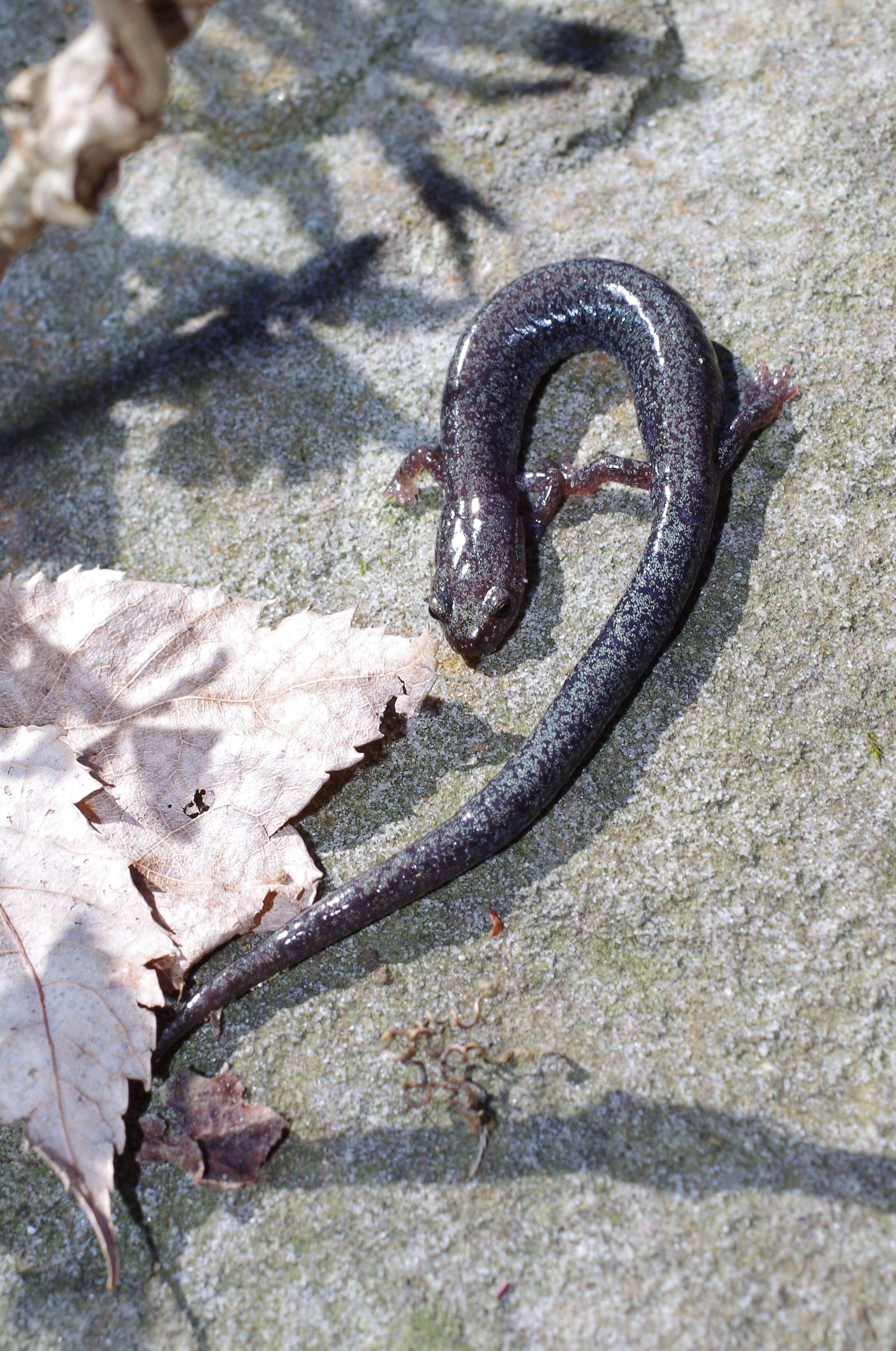 Image of Woodland salamander