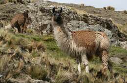 Image of llama