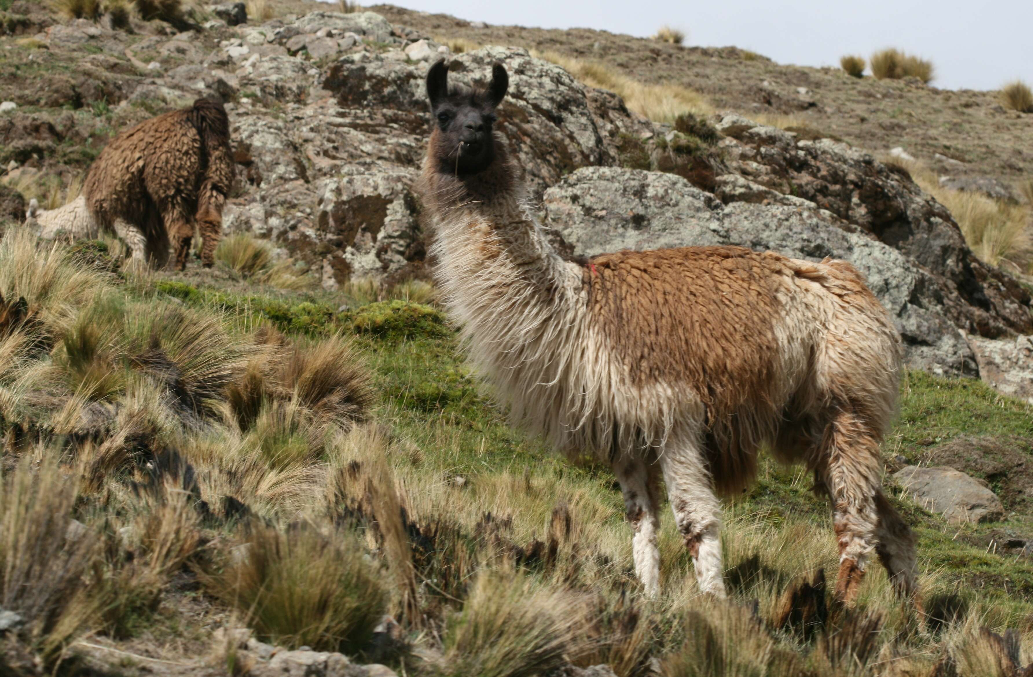 Image of Lama G. Cuvier 1800