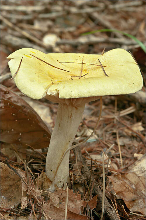 Image of Hygrophorus lucorum Kalchbr. 1874