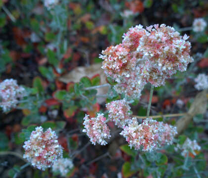 Imagem de Eriogonum cinereum Benth.