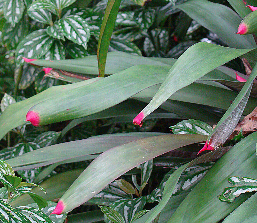 Image of neoregelia