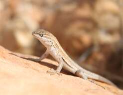 Image of Duges' Spiny Lizard