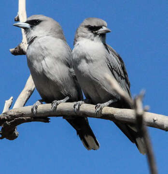 Image of Black-faced Woodswallow