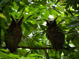 Image of owls