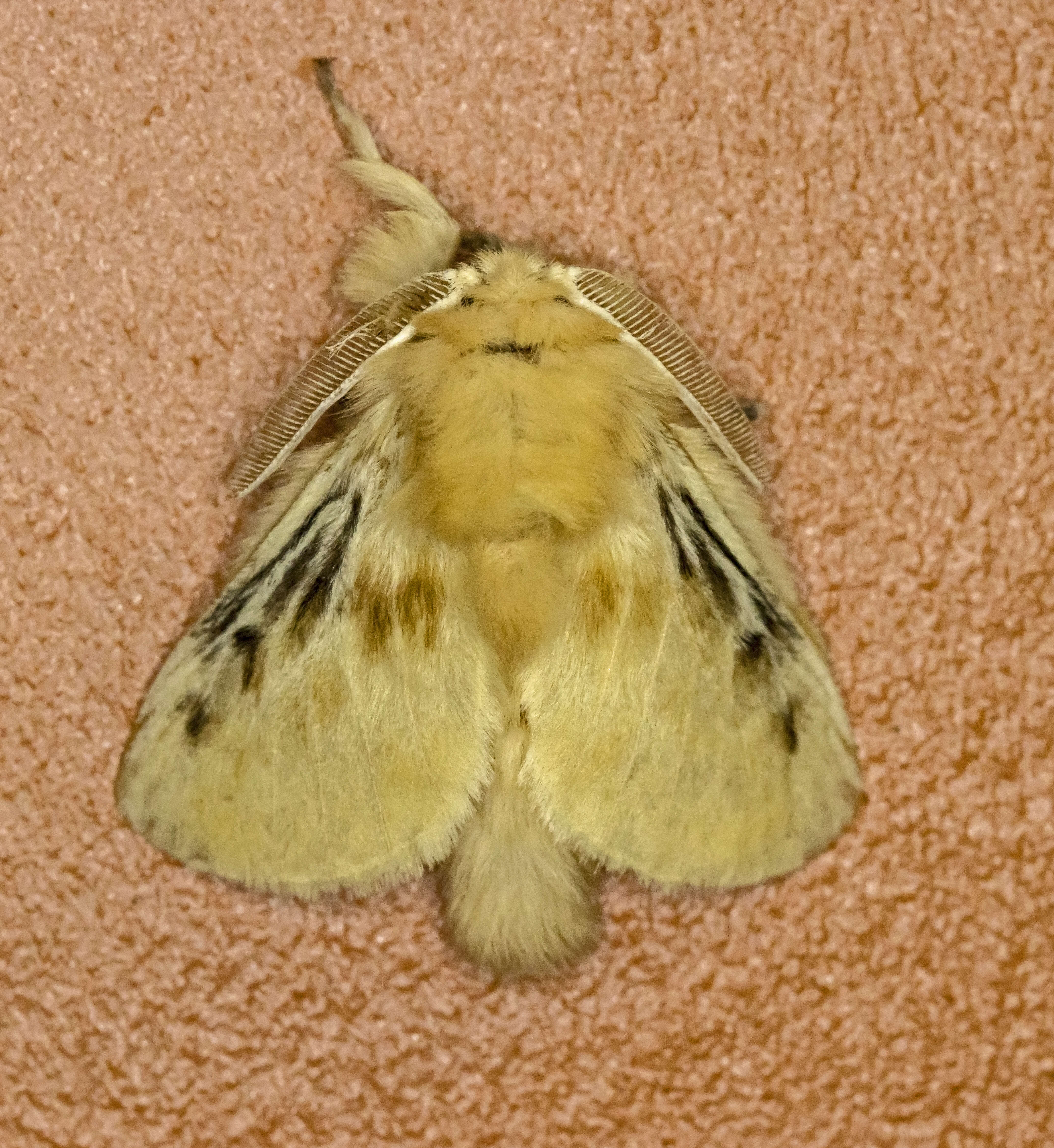 Image of crinkled flannel moths