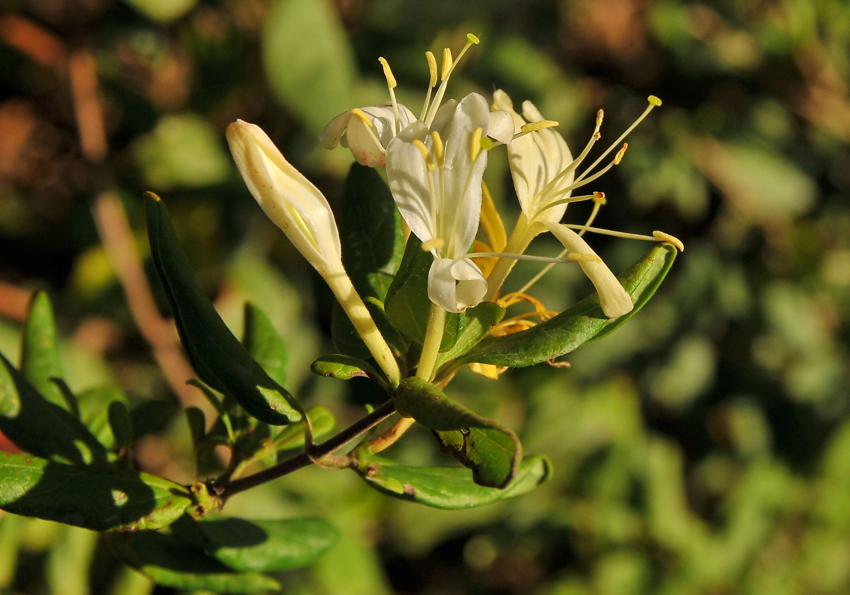 Image of Lonicera