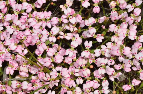 Image of Stylidium pseudosacculatum A. Lowrie, A. H. Burbidge & K. F. Kenneally