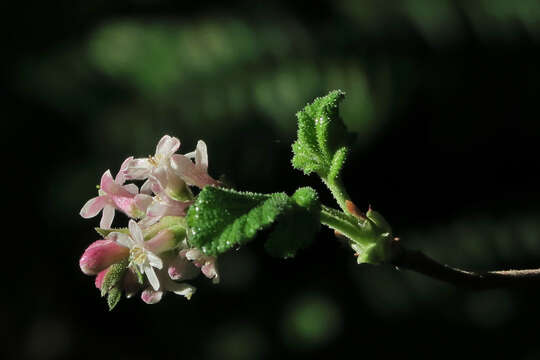 Image of chaparral currant