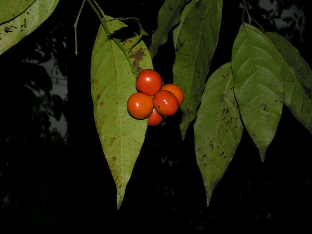 Image of Hyperbaena leptobotryosa (Donn. Smith) Standl.