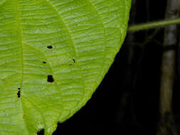 Image of Dalechampia osana Armbr.