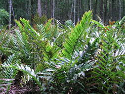 Image of leatherfern