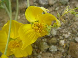 Image of paperflower