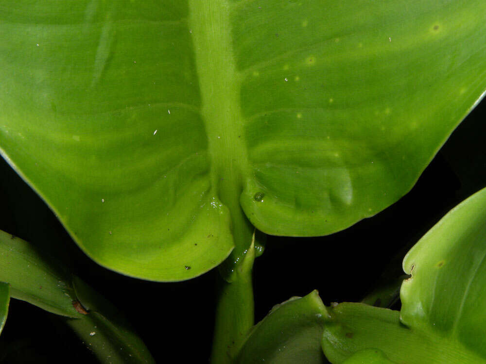 Image of Dieffenbachia aurantiaca Engl.