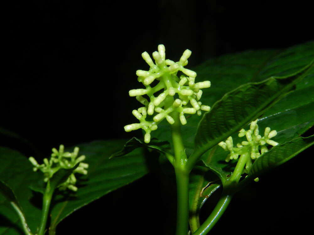 صورة Palicourea acuminata (Benth.) Borhidi