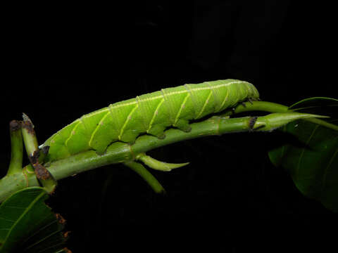 Image of Fig Sphinx