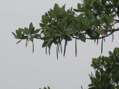 Image of red mangrove