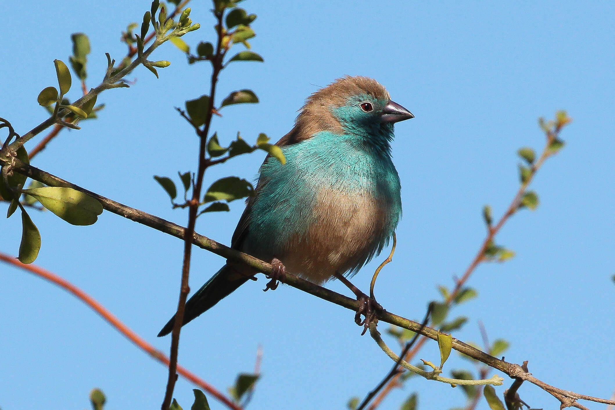 Image of Blue Waxbill