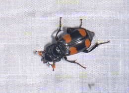 Image of Nicrophorus (Nicrophorus) herscheli Sikes & Madge 2006