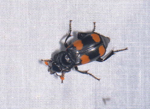 Image of Nicrophorus (Nicrophorus) herscheli Sikes & Madge 2006