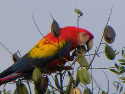 Image of Jacaranda copaia (Aubl.) D. Don