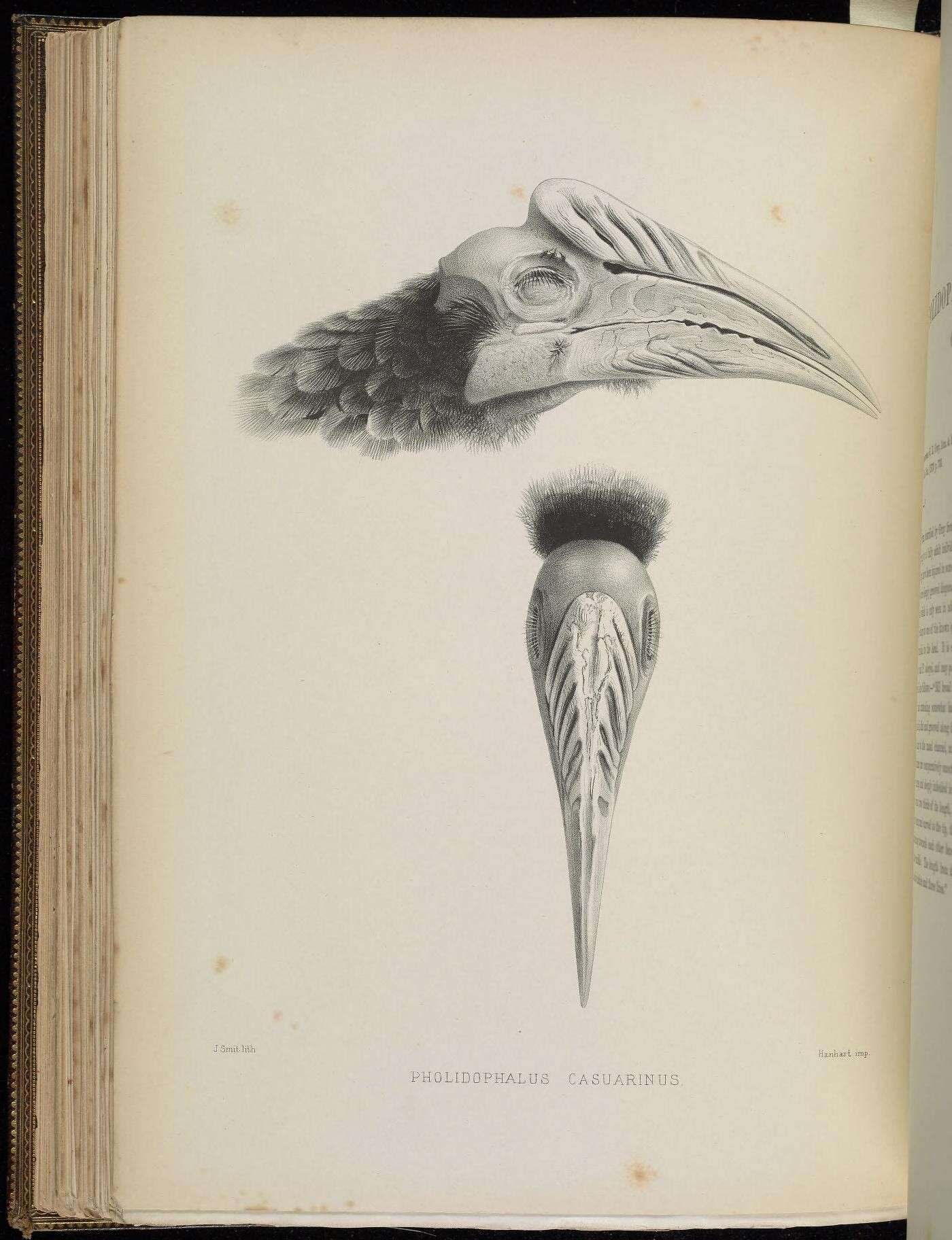 Image of Bycanistes Cabanis & Heine 1860