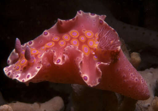 Imagem de Ceratosoma brevicaudatum Abraham 1876