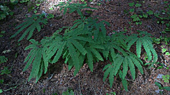 Image of Aleutian maidenhair