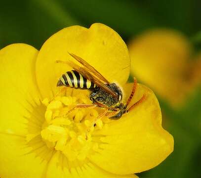 Image of Nomada goodeniana (Kirby 1802)