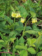 Image of comfrey